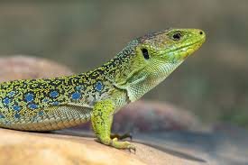 Faut-il avoir peur du lézard vert en France ou simplement apprendre à le reconnaître ?