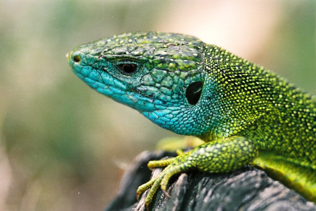 Faut-il avoir peur du lézard vert en France ou simplement apprendre à le reconnaître ?