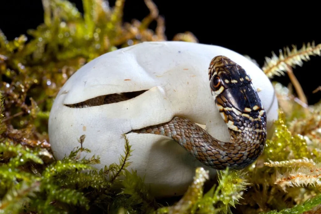 Non, tous les serpents ne pondent pas des œufs — la reproduction de ces reptiles vous surprendra