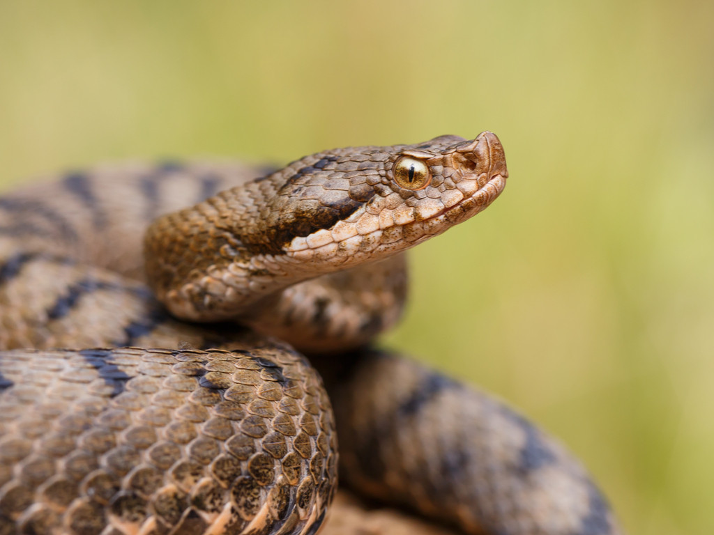 Faire fuir un serpent de votre jardin est étonnamment simple quand on connaît ses trois faiblesses