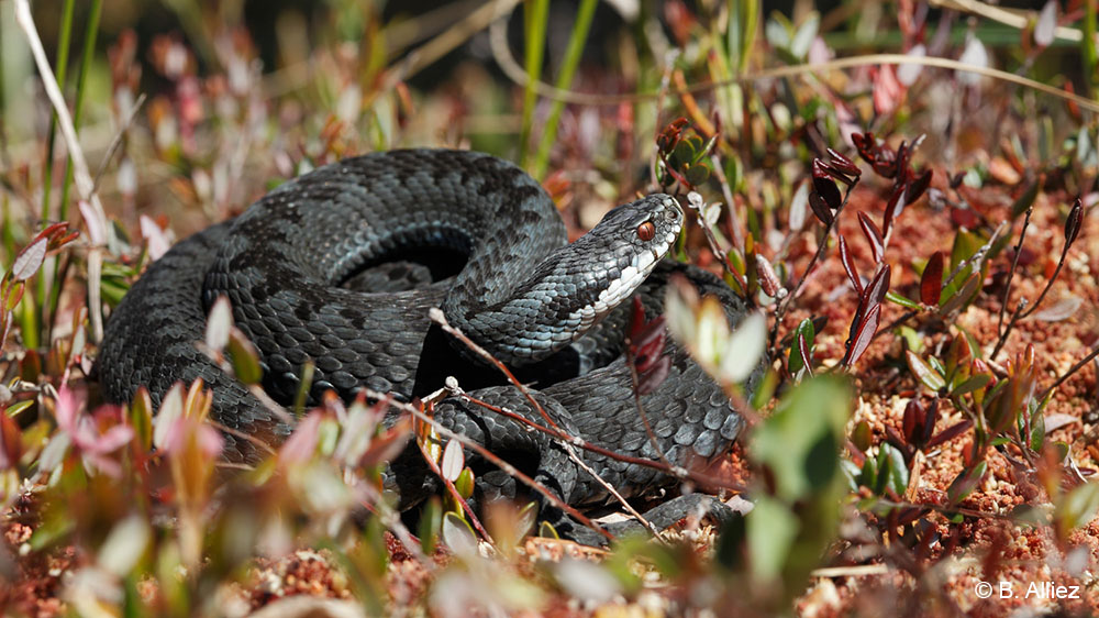 13 espèces de serpents vivent en France et une seule peut vraiment vous envoyer à l’hôpital