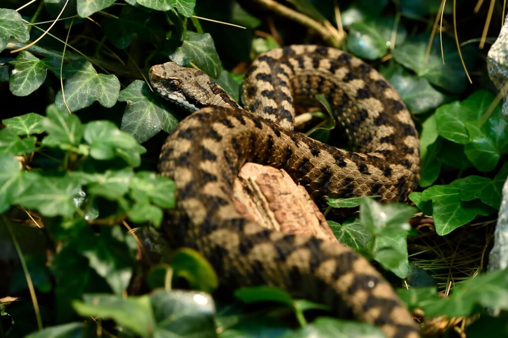 Vipère aspic : pourquoi ce serpent venimeux est en réalité bien plus utile que dangereux ?