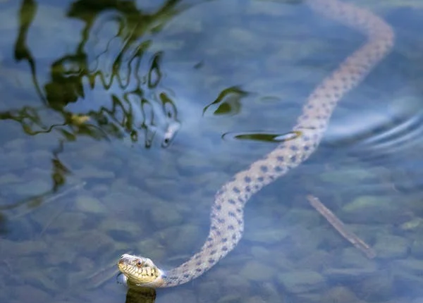 La vipère d’eau n’existe pas vraiment, et voici pourquoi ça change tout