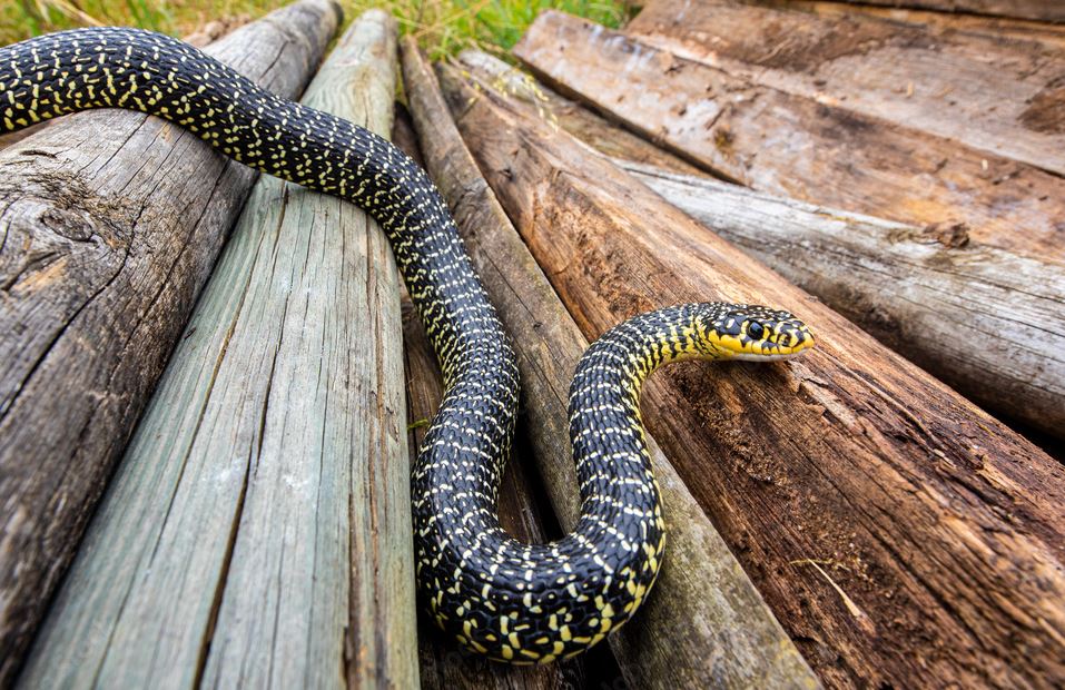 Couleuvre verte et jaune — serpent inoffensif de France
